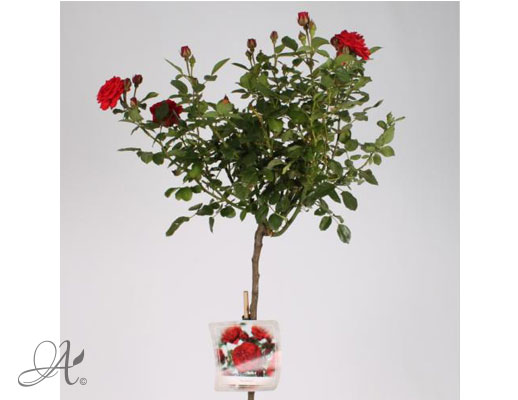 Rose Stromboli – roses from Dutch nurseries