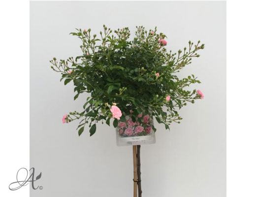 Rose The Fairy – roses from Dutch nurseries