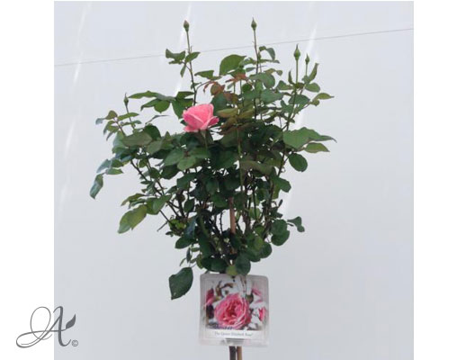Rose The Queen Elizabeth – roses from Dutch nurseries