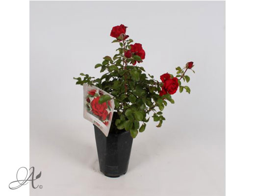 Rose Traumfrau® – roses from Dutch nurseries