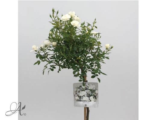 Rose White-Cover® – roses from Dutch nurseries