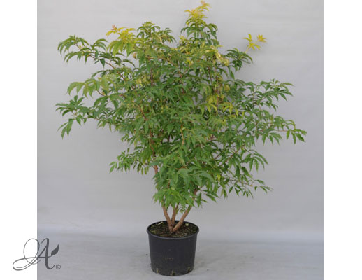 Sambucua Racemosa Plumosa Aurea C20 standard - shrubs in containers from Dutch nurseries