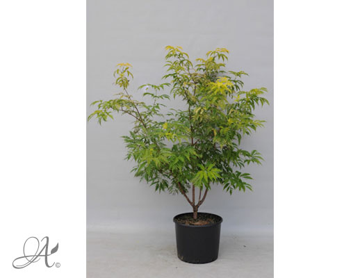 Sambucua Racemosa Sutherland Gold C20 standard - shrubs in containers from Dutch nurseries