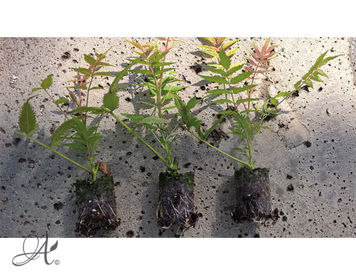 Sorbaria Sorbifolia Sem – shrub cuttings from Dutch nurseries
