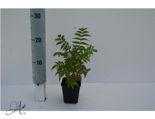 Sorbaria Sorbifolia Sem - P9 shrubs from Dutch nurseries