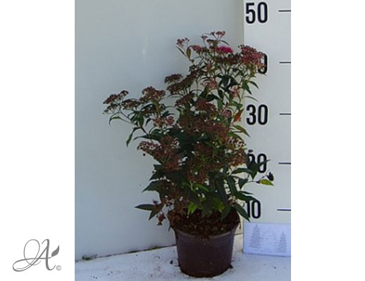 Spiraea Japonica Anthony Waterer C2 standard - shrubs in containers from Dutch nurseries
