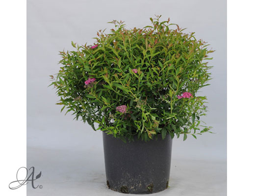 Spiraea Japonica Anthony Waterer C20 standard - shrubs in containers from Dutch nurseries