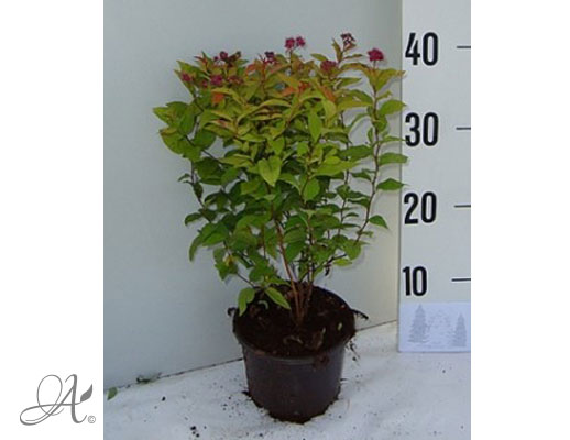 Spiraea Japonica Goldflame C2 standard - shrubs in containers from Dutch nurseries