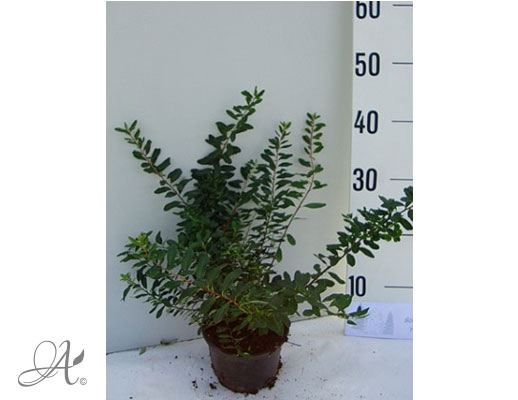 Spiraea Nipponica Snowmound C3 standard - shrubs in containers from Dutch nurseries