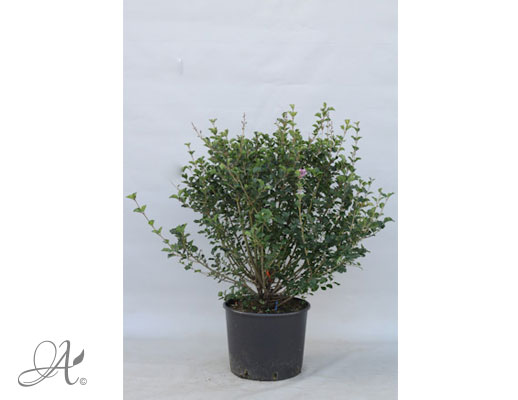 Syringa Josee C20 standard - shrubs in containers from Dutch nurseries