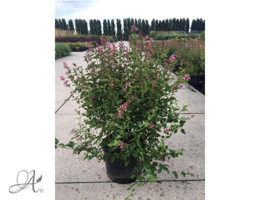 Syringa Pink Perfume C20 standard - shrubs in containers from Dutch nurseries