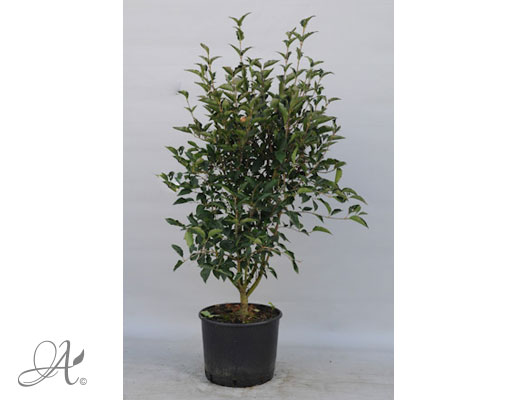 Syringa Patula Miss Kim C20 standard - shrubs in containers from Dutch nurseries
