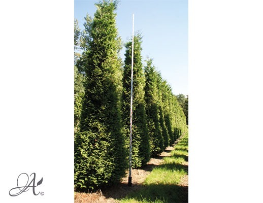 Thuja Occidentalis Brabant – open ground conifers from Dutch nurseries