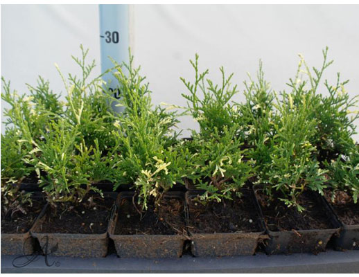 Thuja Occidentalis Confetti - conifer Seedlings in P9 from Dutch nurseries