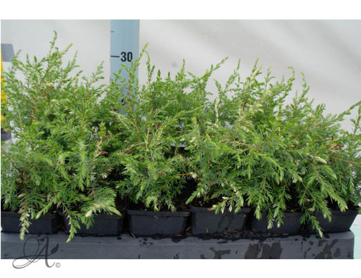 Thuja Occidentalis Frank Constance - conifer Seedlings in P9 from Dutch nurseries