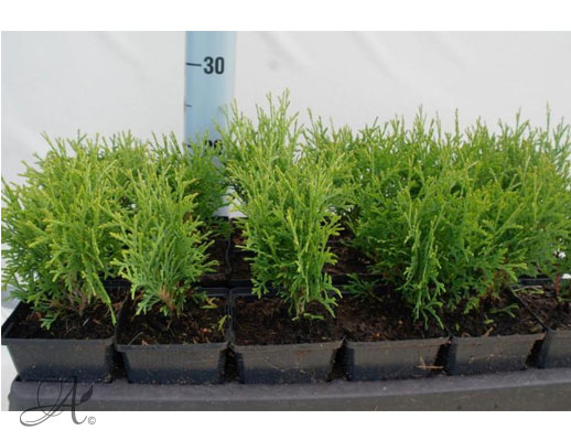 Thuja Occidentalis Tiny Tim - conifer Seedlings in P9 from Dutch nurseries