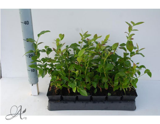Vaccinium Corymbosum Dixi - P9 shrubs from Dutch nurseries