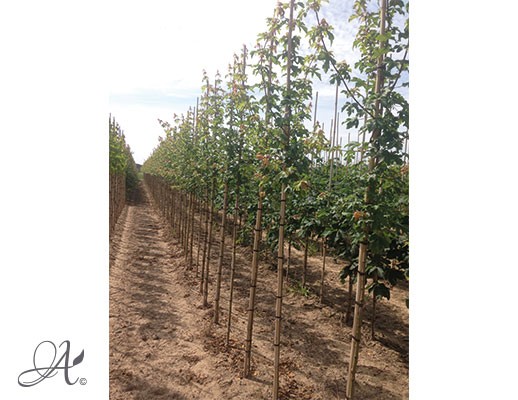 Acer Campestre – bare root trees from Dutch nurseries