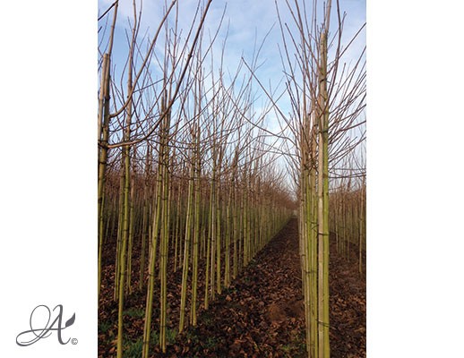 Acer Platanoides ‘Cleveland’ – bare root trees from Dutch nurseries