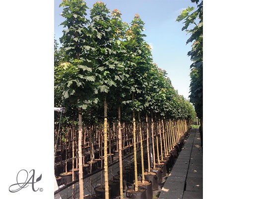  Acer platanoides ‘Columnare’ – tree seedlings in containers