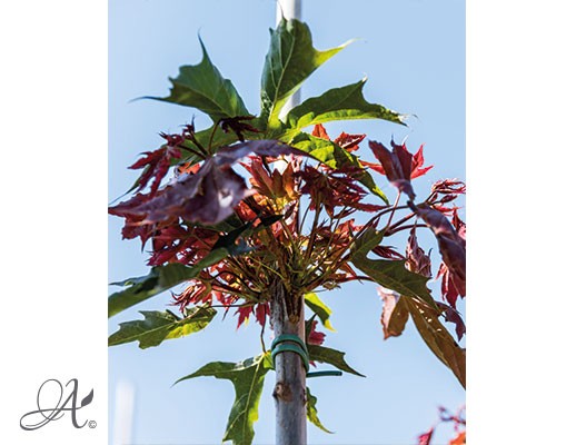 Acer Platanoides ‘Crimson Sentry’– bare root trees from Dutch nurseries