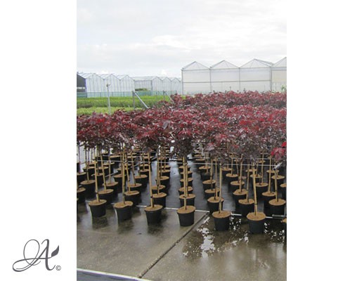 Acer Platanoides ‘Crimson-Sentry’ – tree seedlings in containers
