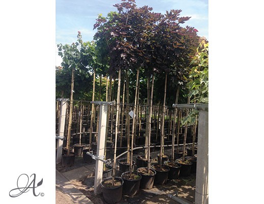 Acer platanoides ‘Crimson Sentry’ – tree seedlings in containers from Dutch nurseries