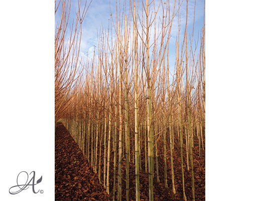 Acer Platanoides ‘Drummondii’– bare root trees from Dutch nurseries