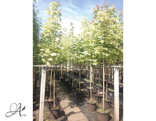 Acer platanoides ‘Drummondii’ – tree seedlings in containers