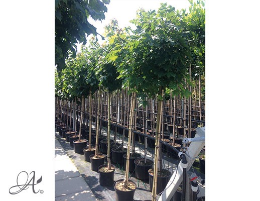 Acer platanoides ‘Globosum’ – tree seedlings in containers