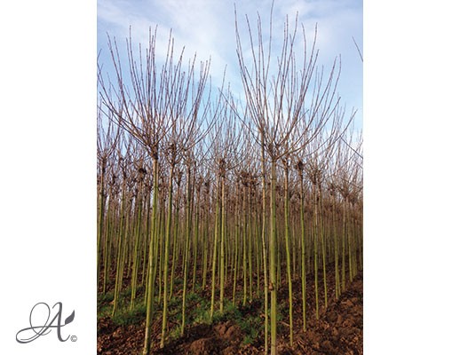 Acer Platanoides ‘Globosum’– bare root trees from Dutch nurseries