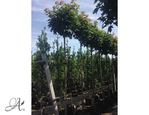 Acer platanoides ‘Globosum’ – tree seedlings in containers from Dutch nurseries