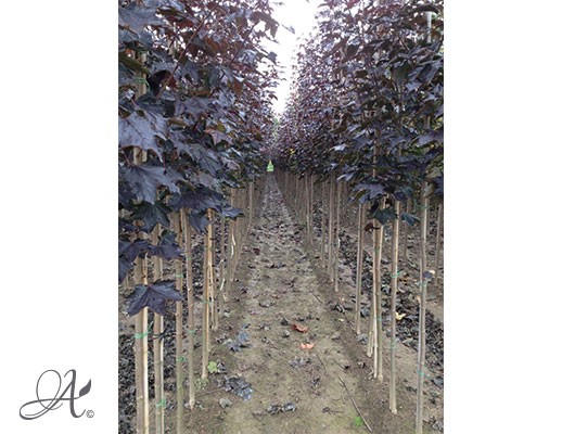 Acer Platanoides ‘Royal Red’– bare root trees from Dutch nurseries