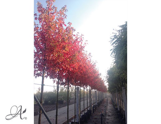 Acer rubrum – tree seedlings in containers
