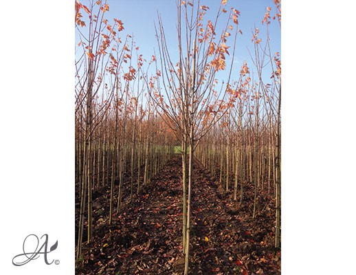 Acer Rubrum ‘Scanlon’– bare root trees from Dutch nurseries