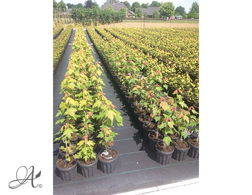 Acer Rubrum – buy tree seedlings in airpots