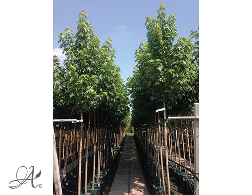 Acer saccharinum – tree seedlings in containers 