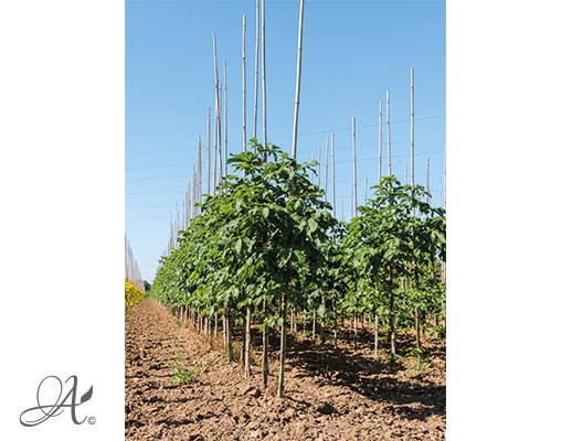 Aesculus in assortment – bare root trees from Dutch nurseries