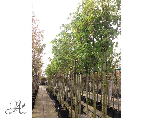 Aesculus hippocastanum - tree seedlings in containers