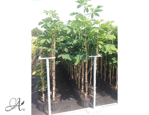Aesculus – buy tree seedlings in airpots