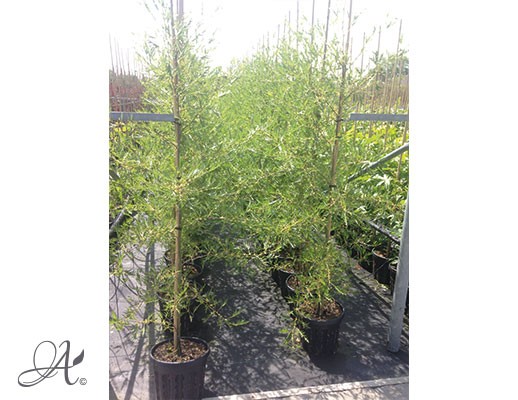  Alnus-glutinosa – buy tree seedlings in airpots