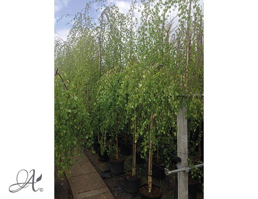 Betula Pendula ‘Youngii’ – tree seedlings in containers