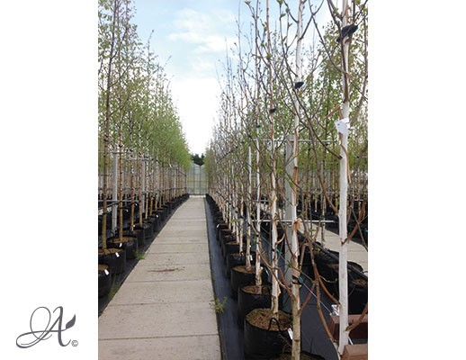 Betula Pendula - Tree seedlings in containers from Dutch nurseries