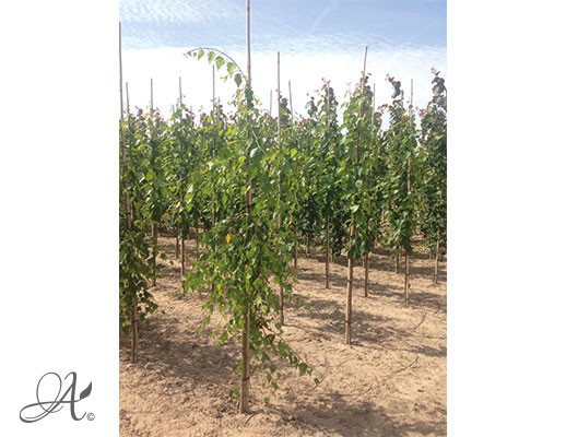 Betula in assortment – bare root trees from Dutch nurseries