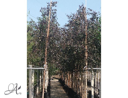 Betula Pendula ‘Purpurea’ – tree seedlings in containers