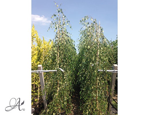 Betula Pendula ‘Tristis’ – tree seedlings in containers