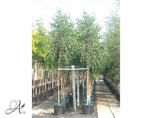  Betula Pendula - tree seedlings in containers