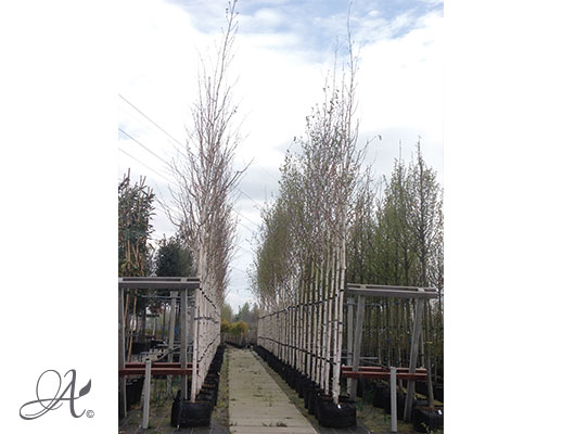  Betula Utilis Jacquemontii - tree seedlings in containers