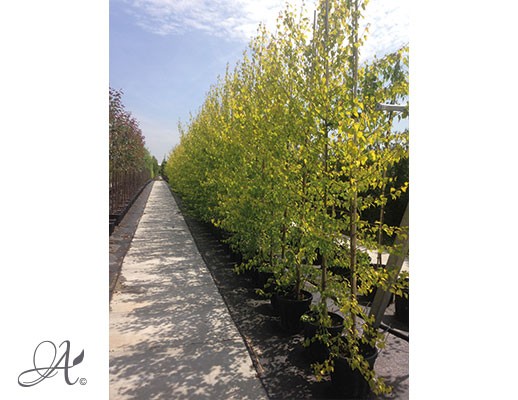  Betula – buy tree seedlings in airpots