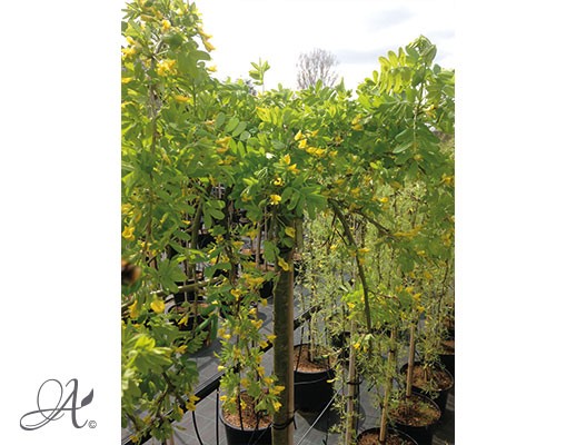 Caragana Arborescens ‘Pendula’ - tree seedlings in containers